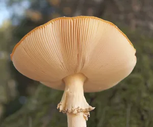 QUIZ. Muchomory - które zabijają, a które są jadalne? Ta wiedza ratuje życie!