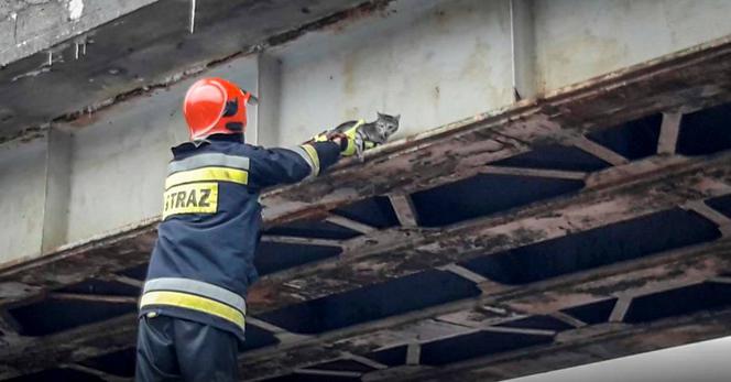 Niecodzienna akcja ratunkowa! Straż pożarna ściągała z wiaduktu… KOTA! 
