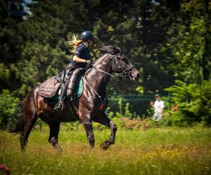 Policyjne wierzchowce od lat wspierają śląską policję