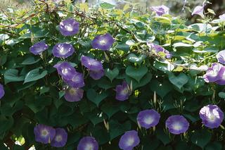 Wilec purpurowy - Ipomoea purpurea