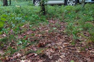 Chodziła po lesie z wykrywaczem metali i znalazła pistolet! Obok dwa pełne magazynki