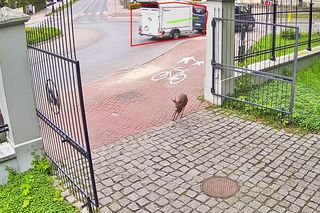 Koziołek przebiegł przez rondo i wbiegł do parku miejskiego w Siedlcach