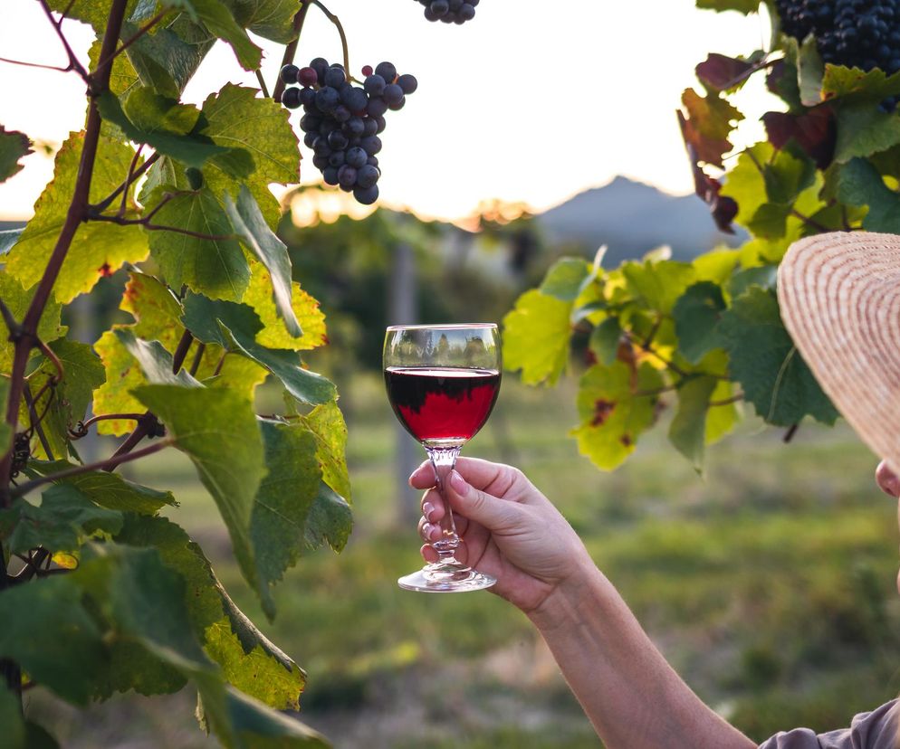 Przez 4 lata będą codziennie pić wino. Nowe badanie może zmienić zalecenia WHO