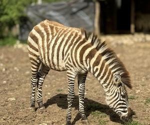 Szalone Małpki nagrywały teledysk w ZOO Leśne Zacisze pod Kielcami