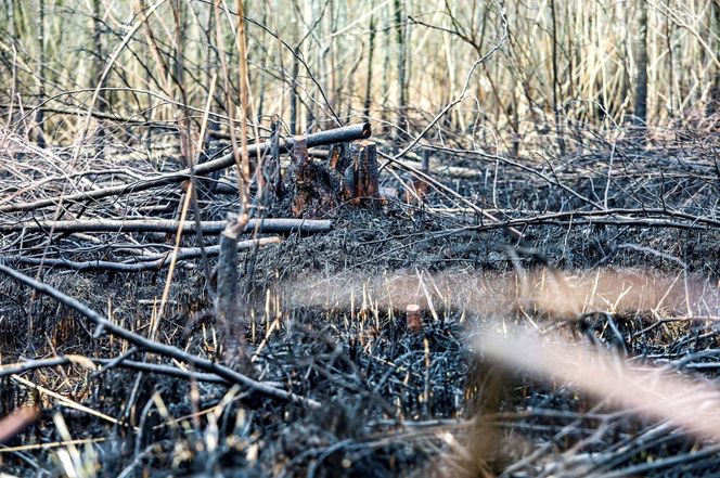 Pożar trzcinowiska nad jeziorem Dargin. Dwóch mężczyzn z zarzutami! Makabra na Mazurach