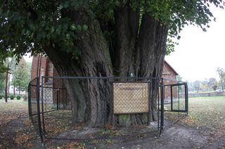 Zabytkowa lipa z Cielętnik