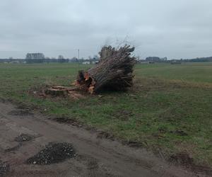 Horror na Mazowszu, potężna wierzba runęła na braci! Jeden stracił zęby, drugi życie