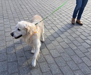 33. Finał WOŚP z grupą krakowskich Golden Retrieverów