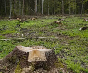 Mężczyzna zginął przywalony drzewem! Tragiczny wypadek pod Tarnowem [ZDJĘCIA]