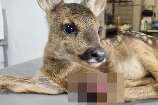 Kosiarka zmasakrowała małe sarenki. Zwierzęta konały w męczarniach