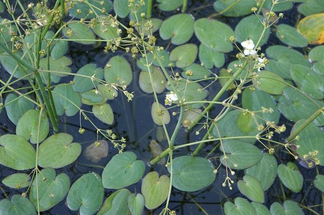 Kaldezja dziewięciornikowata (Caldesia parnassifolia)