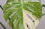 Monstera deliciosa 'Thai Constellation'