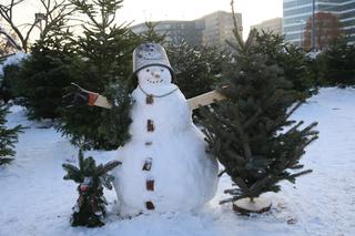 Horrendalne ceny żywych choinek w Warszawie