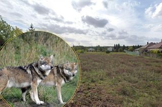Ktoś widział watahę wilków na bydgoskim osiedlu. Są naturalnym elementem otoczenia Bydgoszczy
