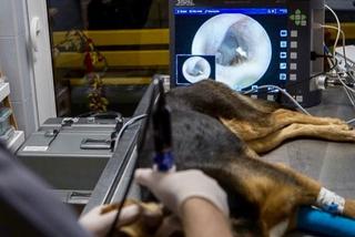 Szukali kości w gardle