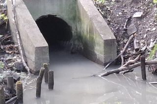 Zanieczyszczenie rzeki Płoni