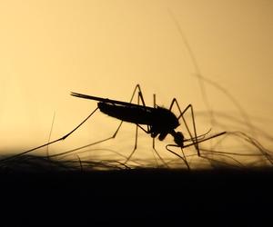 Komary tygrysie coraz bliżej Polski. Są śmiertelnie groźne, a klimat nas nie obroni