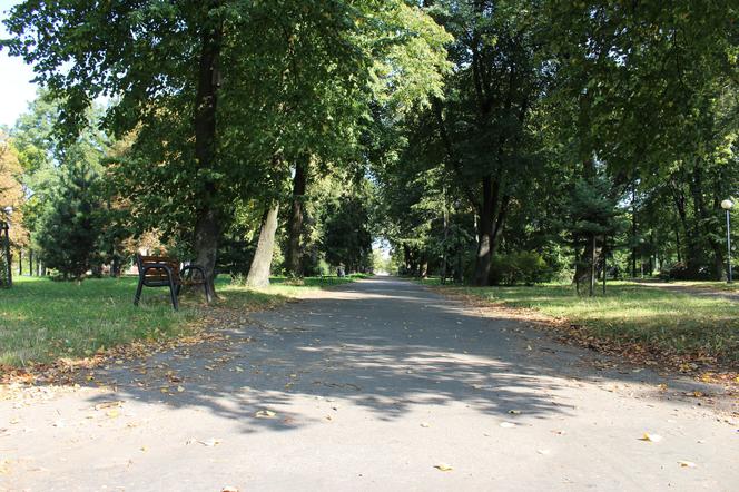 ZUK posadzi 150 drzew i krzewów w Radomiu 