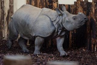 Nowe zwierzę zamieszkało we wrocławskim zoo! Maruszka może ważyć nawet 1,5 tony! [AUDIO]