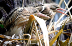 Ptaki we wrocławskim zoo poczuły wiosnę