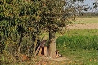 Suczka żyła wśród pól, na łańcuchu. Nawet nie przy budzie. Od wiatru osłaniała ją taczka