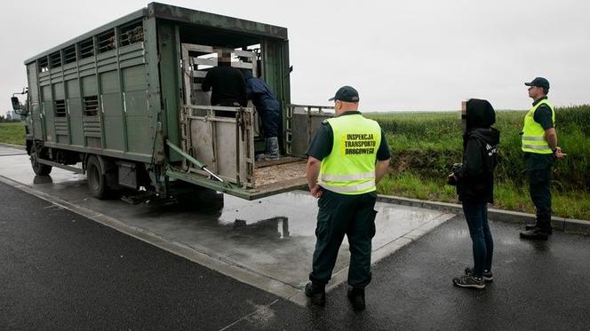 Za dużo zwierząt w jednym transporcie