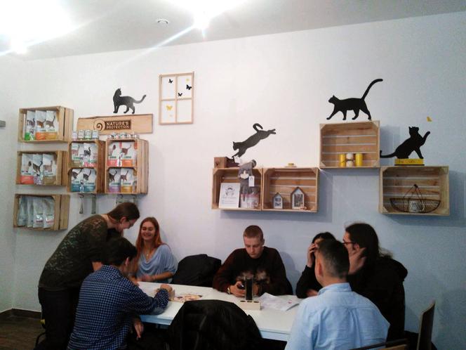 Katowice: Pierwsza na Śląsku Kocia Kawiarnia działa już trzy tygodnie! [ZDJĘCIA]