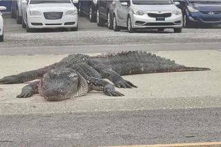 Wielki aligator wywołał panikę. Stał na środku drogi, spowodował wypadek