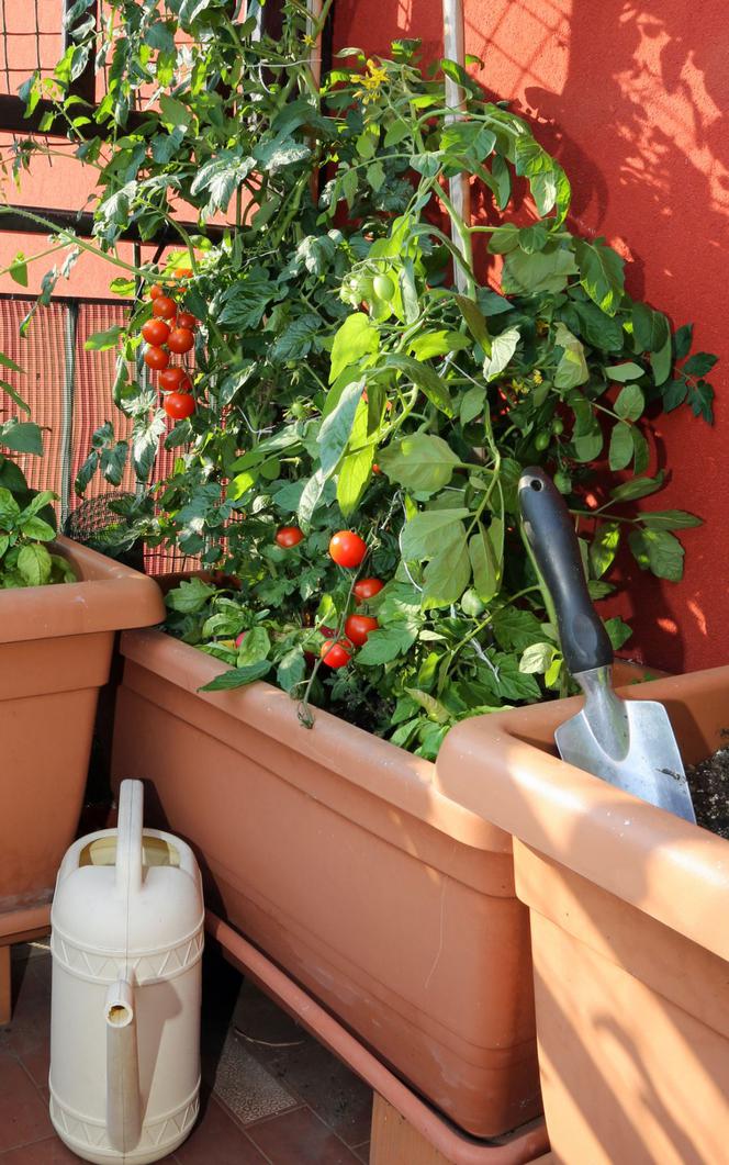 Pomidorki koktajlowe na balkonie 