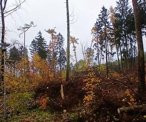 Wielka wycinka w Lesie Arkońskim