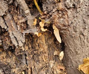 Lipa drobnolistna zniknie z parku Jordana. „Jedynym rozwiązaniem jest usunięcie drzewa”