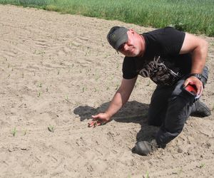 Żurawie zjadły mi kukurydzę