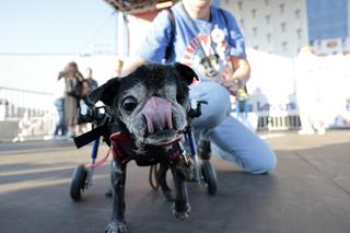 Najbrzydszy pies świata wybrany! Ten pekińczyk skradni Ci serce
