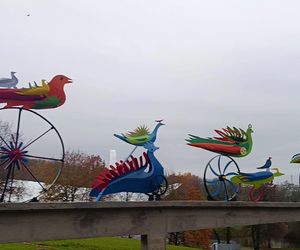 Ogniste Ptaki w Parku Kasprowicza w Szczecinie