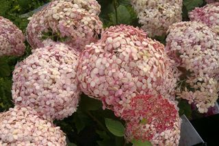 Masz ostatni tydzień, aby zrobić to z hortensjami. Bez tego wiosną zamiast olbrzymich kwiatów będą puste badyle. Przepis na zimowanie hortensji według japońskiego ogrodnika 