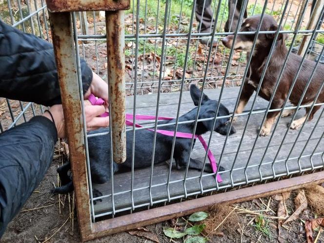 ​Policjanci przerwali dramat zwierząt w gminie Lipno. Były niedożywione, zapchlone, chore... 