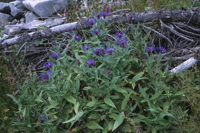 Chaber górski - Centaurea montana