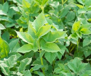 Ten chwast to samo zdrowie. Pomaga w wielu schorzeniach i rośnie wszędzie