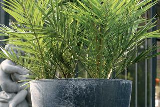 Palma daktylowa (daktylowiec) - uprawa i pielęgnacja w domu: podlewanie, nawożenie, rozmnażanie