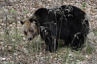 Niedźwiedzie w poznańskim ZOO wybudziły się z zimowego snu