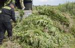 Rekordowa na Mazowszu plantacja konopi zlikwidowana koło Szydłowca - zabezpieczono narkotyki o wartości 3 milionów złotych.