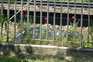 Tragedia na moście Gdańskim! Pieszy wpadł pod pociąg, nie było szans na ratunek