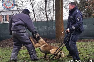 Nowe psy w zachodniopomorskiej policji