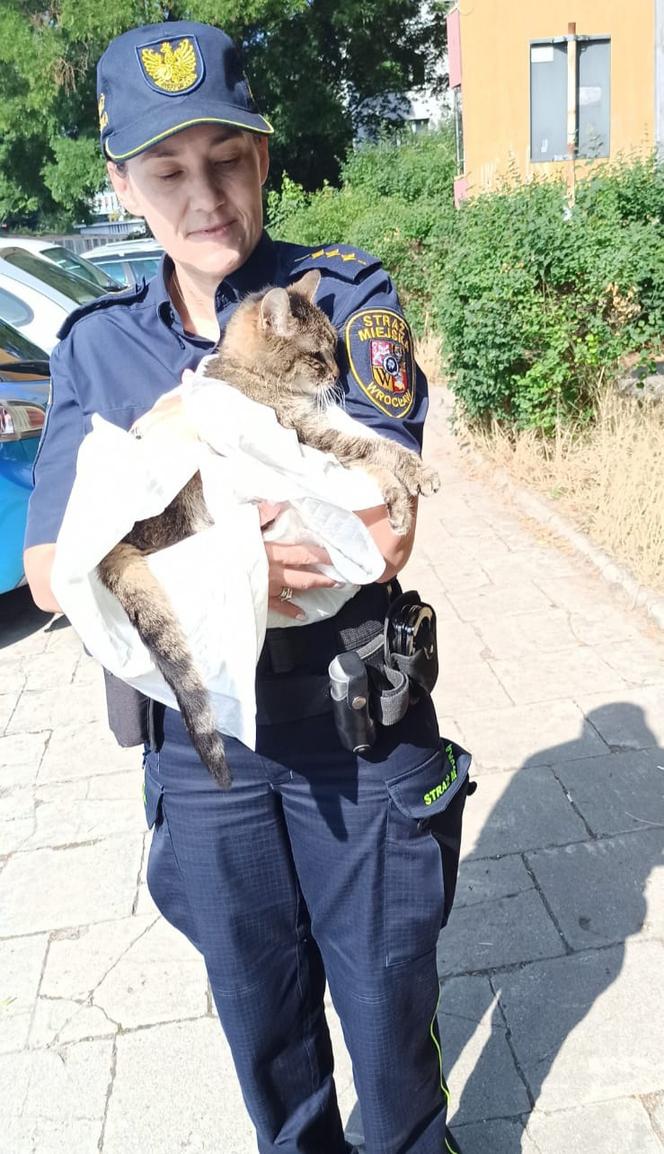 Biedna kotka zostawiona przez właścicielkę