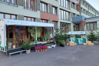 Leśnicy z Olsztyna rozdają za darmo sadzonki. To już piąta edycja akcji