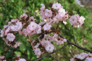 Wiśnia piłkowana - Prunus serrulata