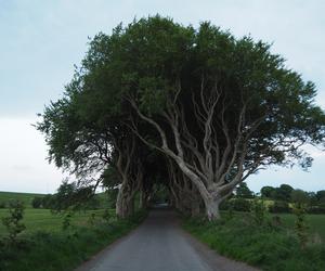 The Dark Hedges w Irlandii Północnej 