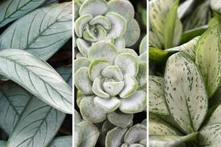 Najładniejsze rośliny doniczkowe o srebrnych liściach. 10 fantastycznych przykładów