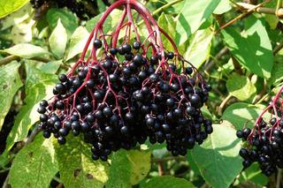 Te rośliny to bogactwo witamin i przeciwutleniaczy. Sprawdź, jak zrobić w domu syrop lepszy niż z apteki