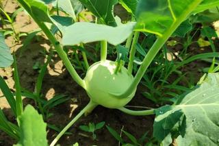 Możesz mieć warzywa prosto od rolnika spod Bydgoszczy i to z dostawą pod drzwi. „Takiej sałaty w marketach nie znajdziecie”